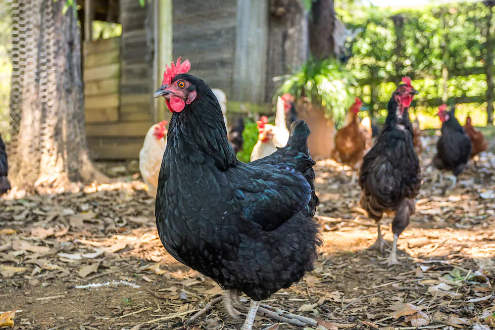 Escape to Baileys on Fernleigh