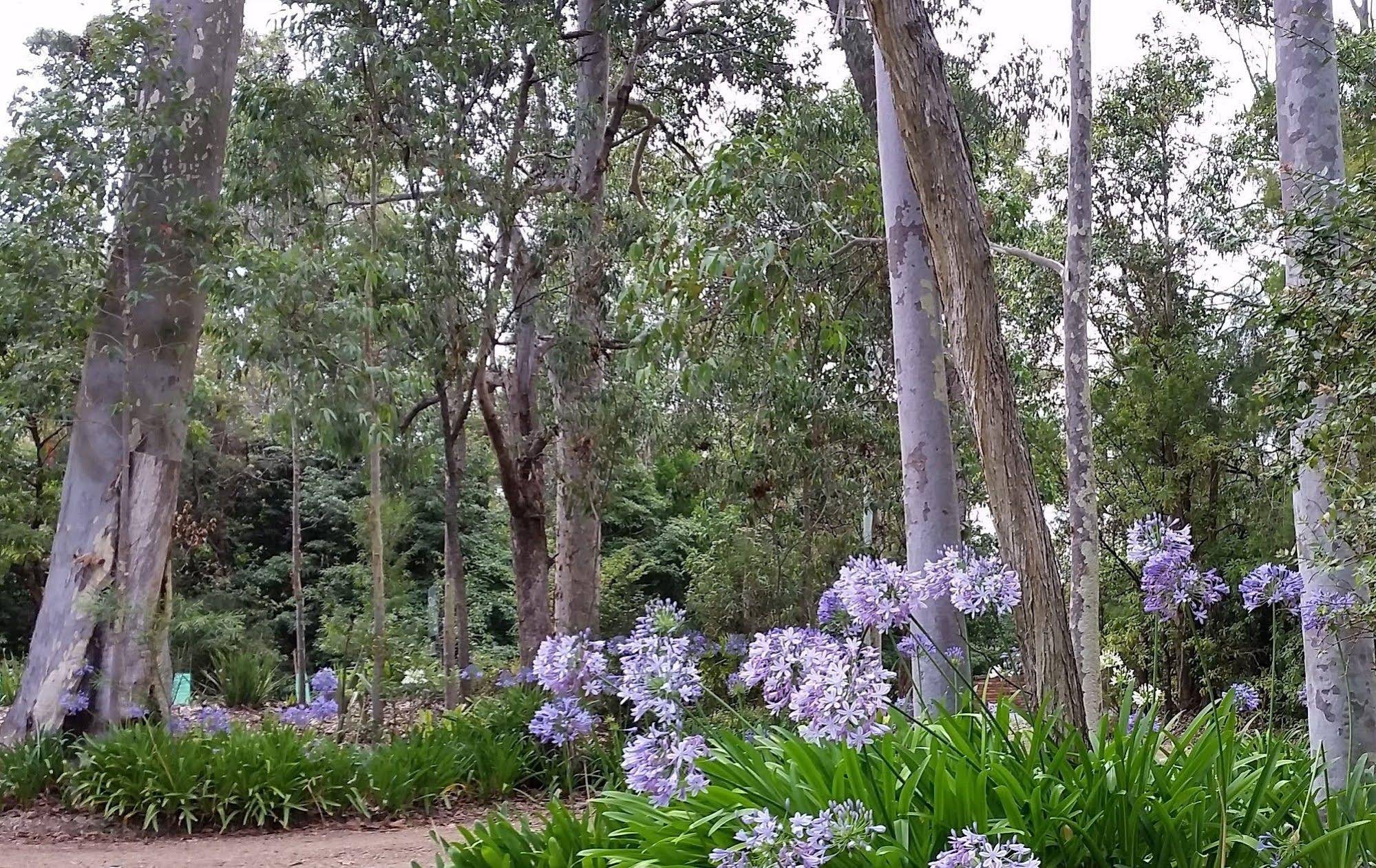 Bellbird Cottage B&B