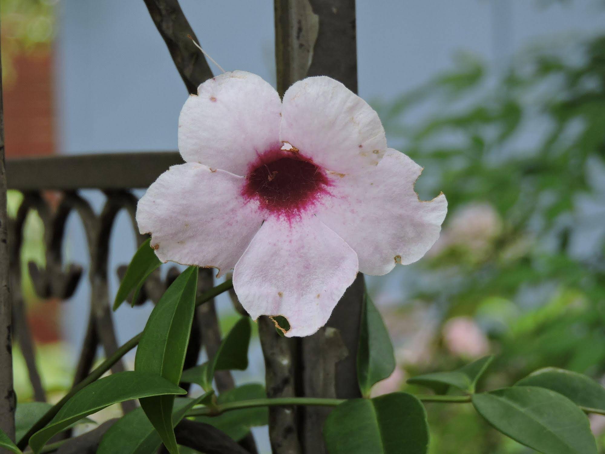 Kubba Roonga Guesthouse