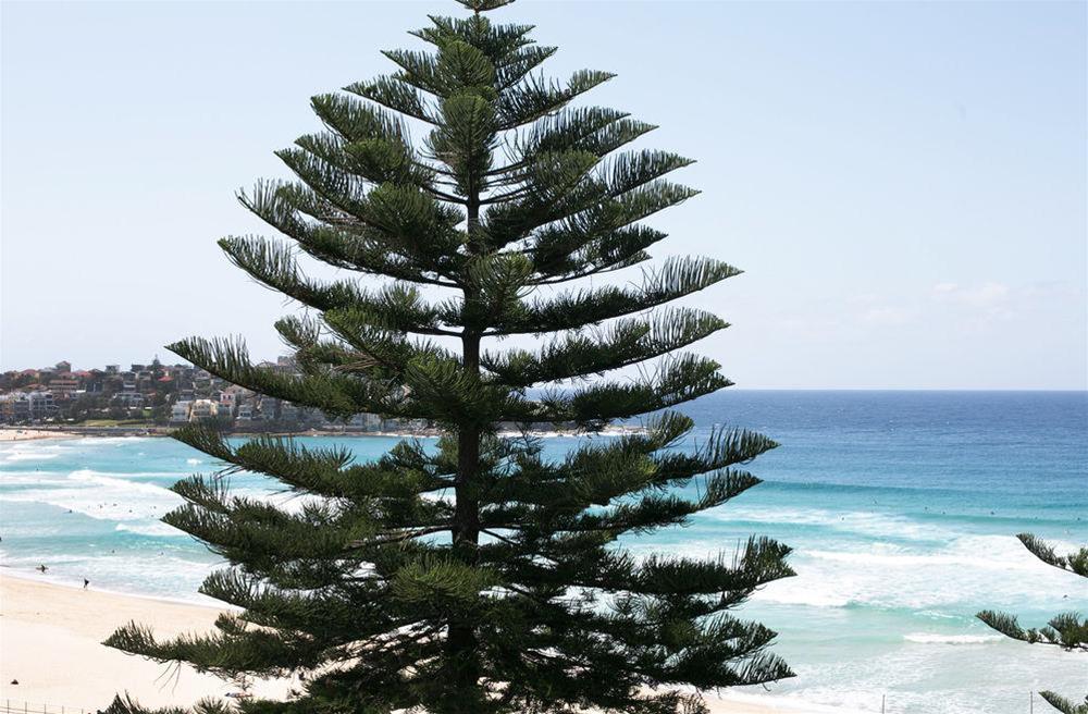 Bondi 38 Serviced Apartments