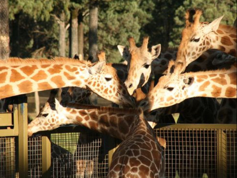 Billabong Camp at Taronga Western Plains Zoo