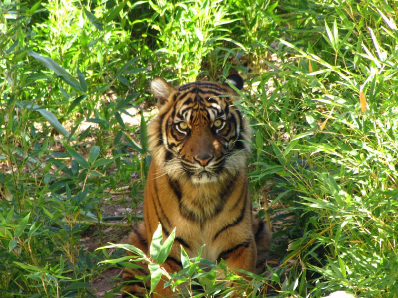 Billabong Camp at Taronga Western Plains Zoo