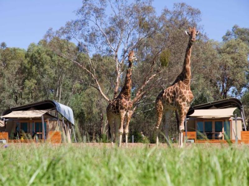 Zoofari Lodge at Taronga Western Plains Zoo Dubbo