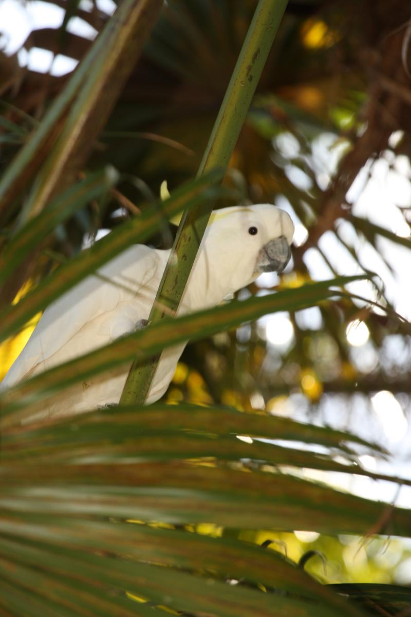 Lanis Holiday Island, Forster