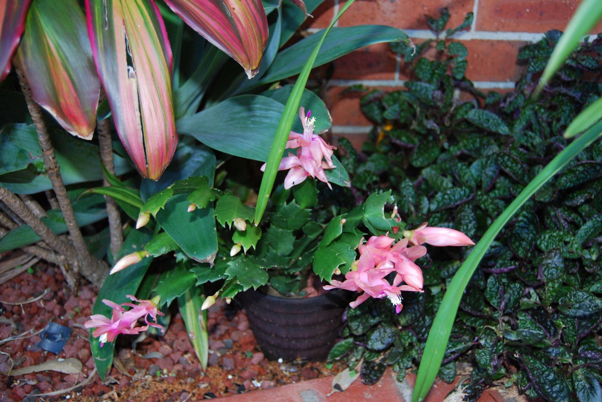 Cutmore Cottages-Bagala Bungalow