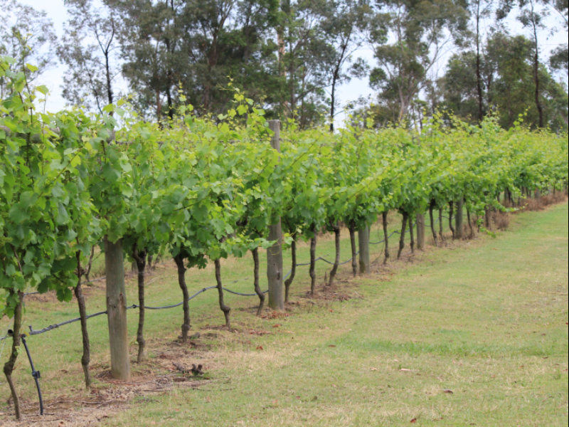 Hunter Valley Hotel Academy