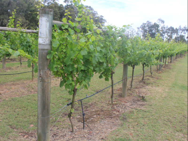 Hunter Valley Hotel Academy