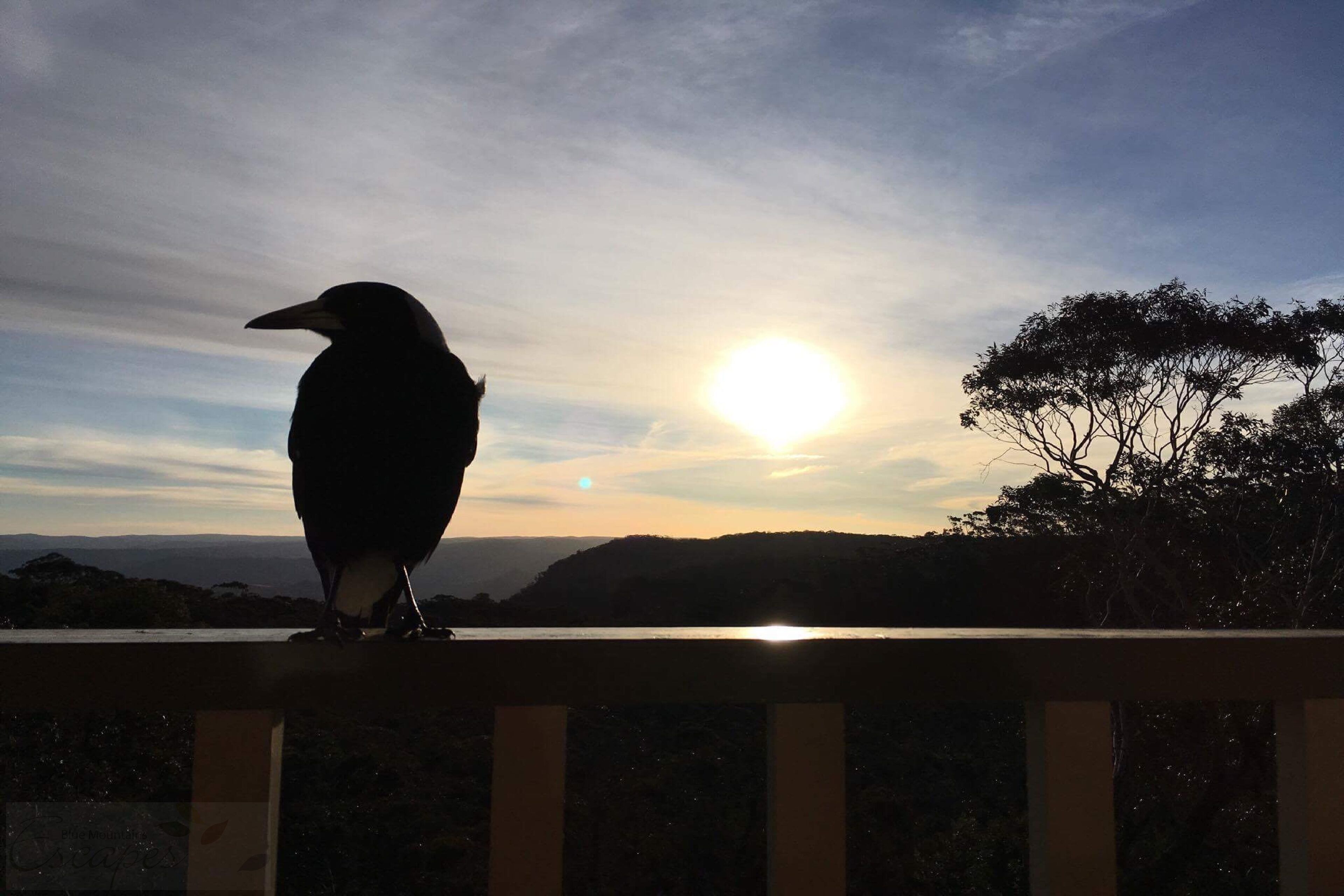 Narrow Neck Lodge
