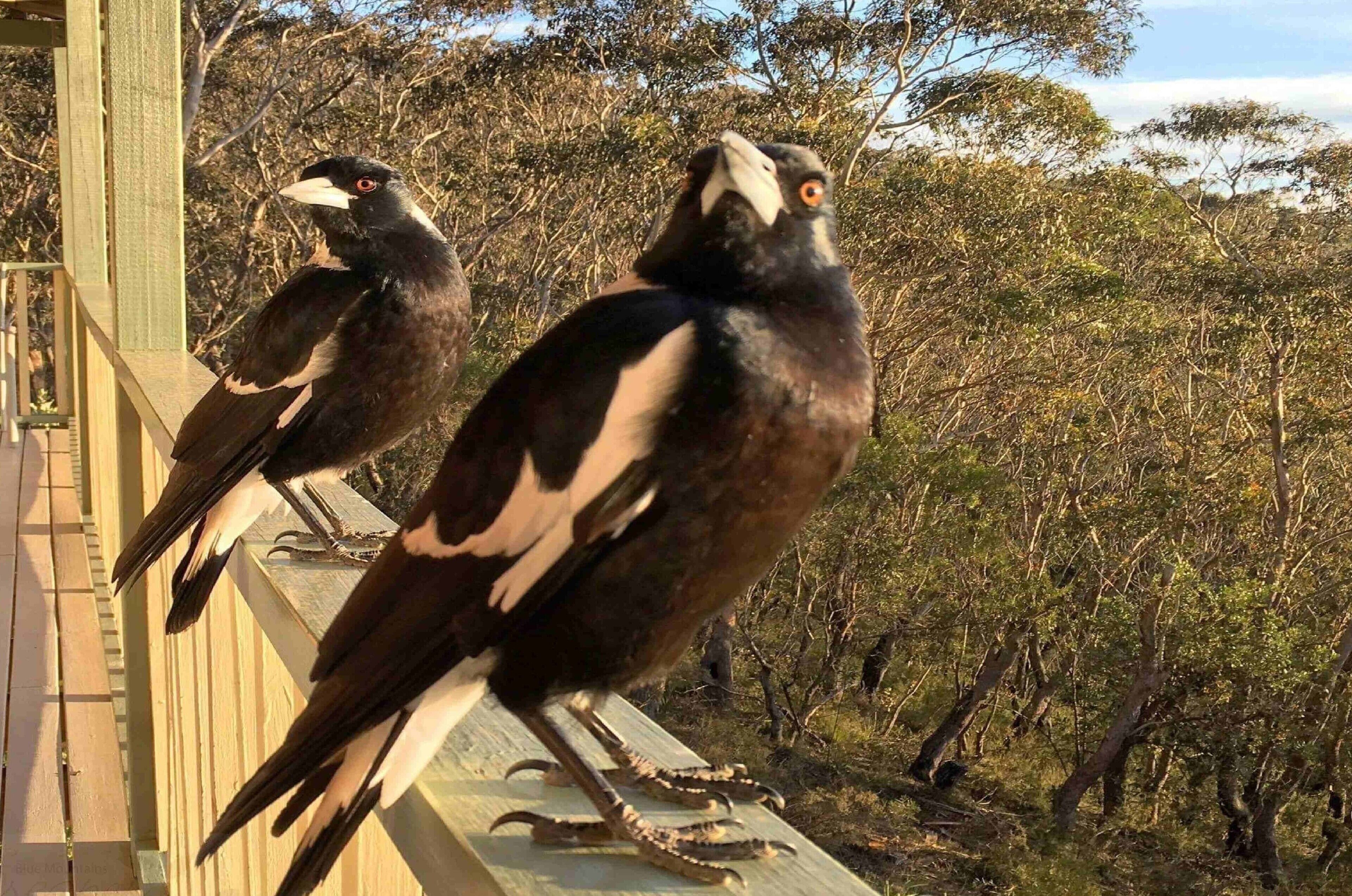 Narrow Neck Lodge