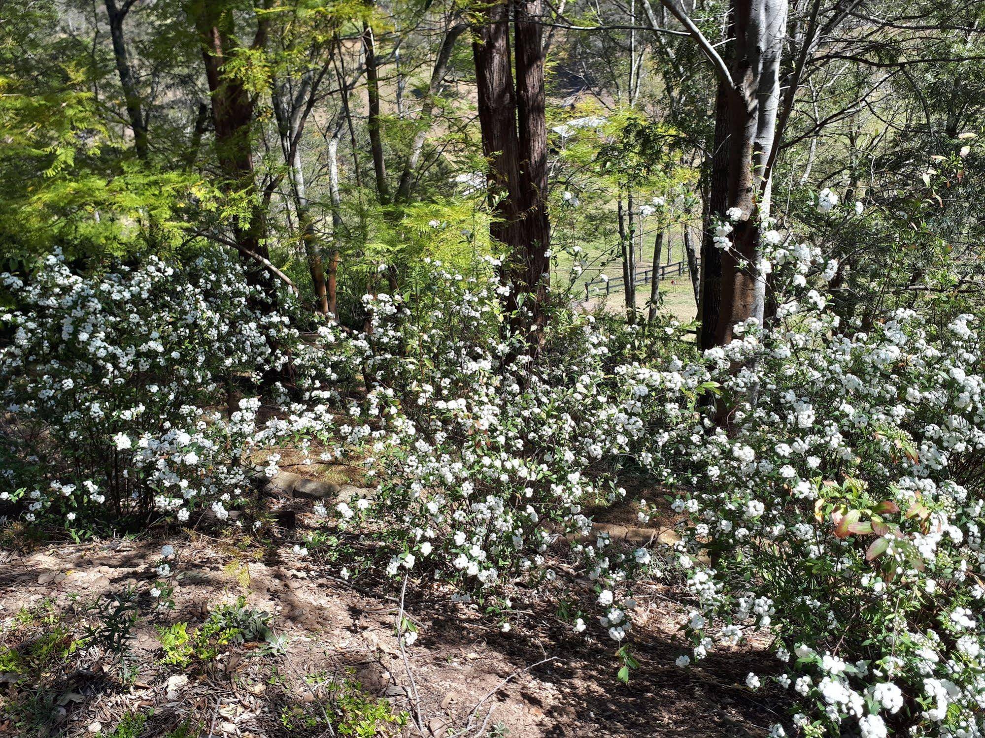Plynlimmon - The 1860 Heritage Cottage at Kurrajong