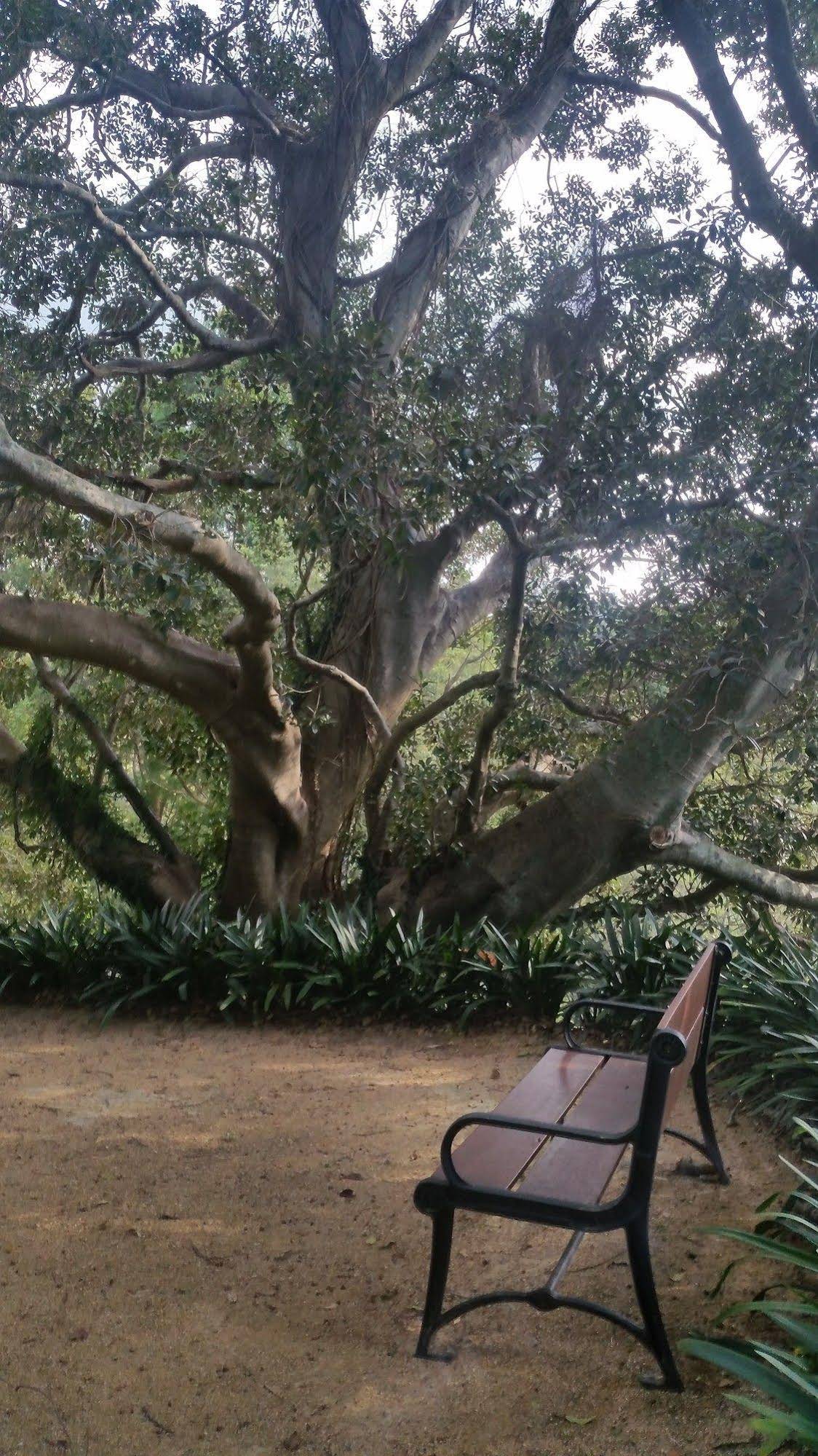 Plynlimmon - The 1860 Heritage Cottage at Kurrajong