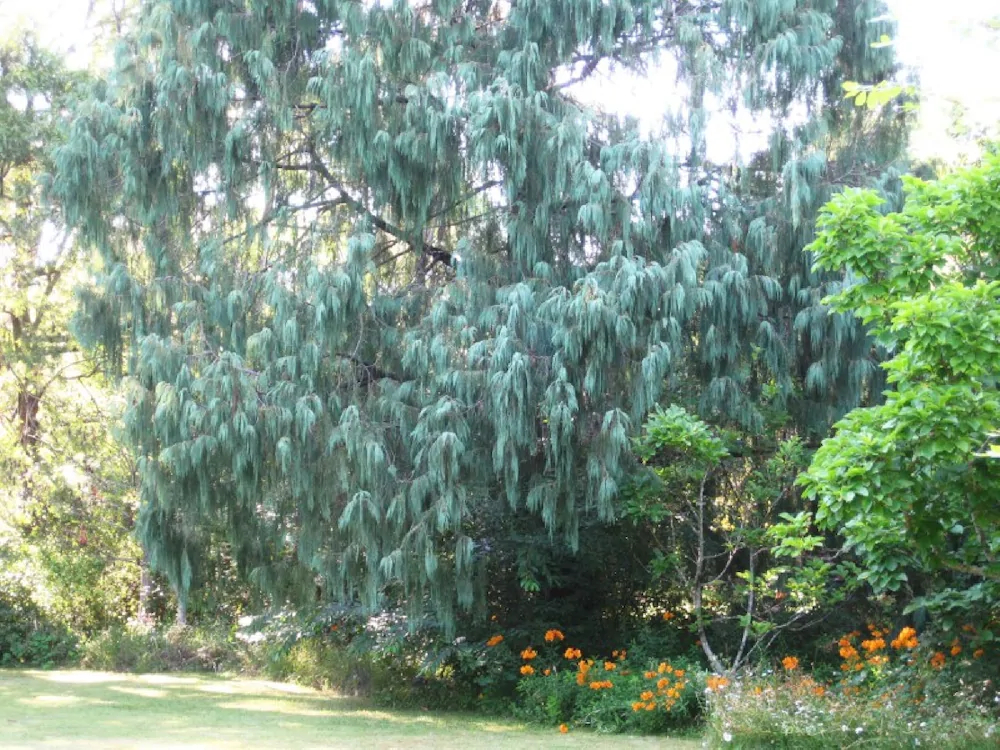 Leura Country Cottage