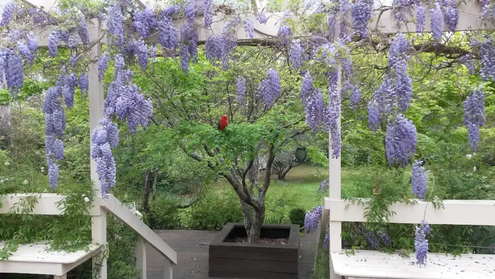 Leura Country Cottage