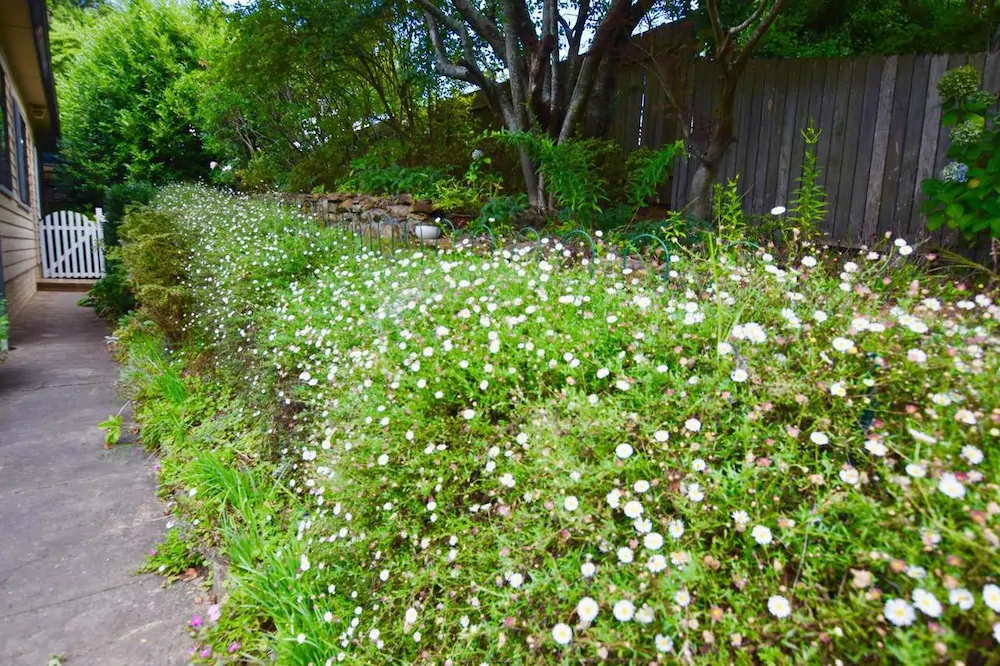 Raspberry Terrace Of Leura
