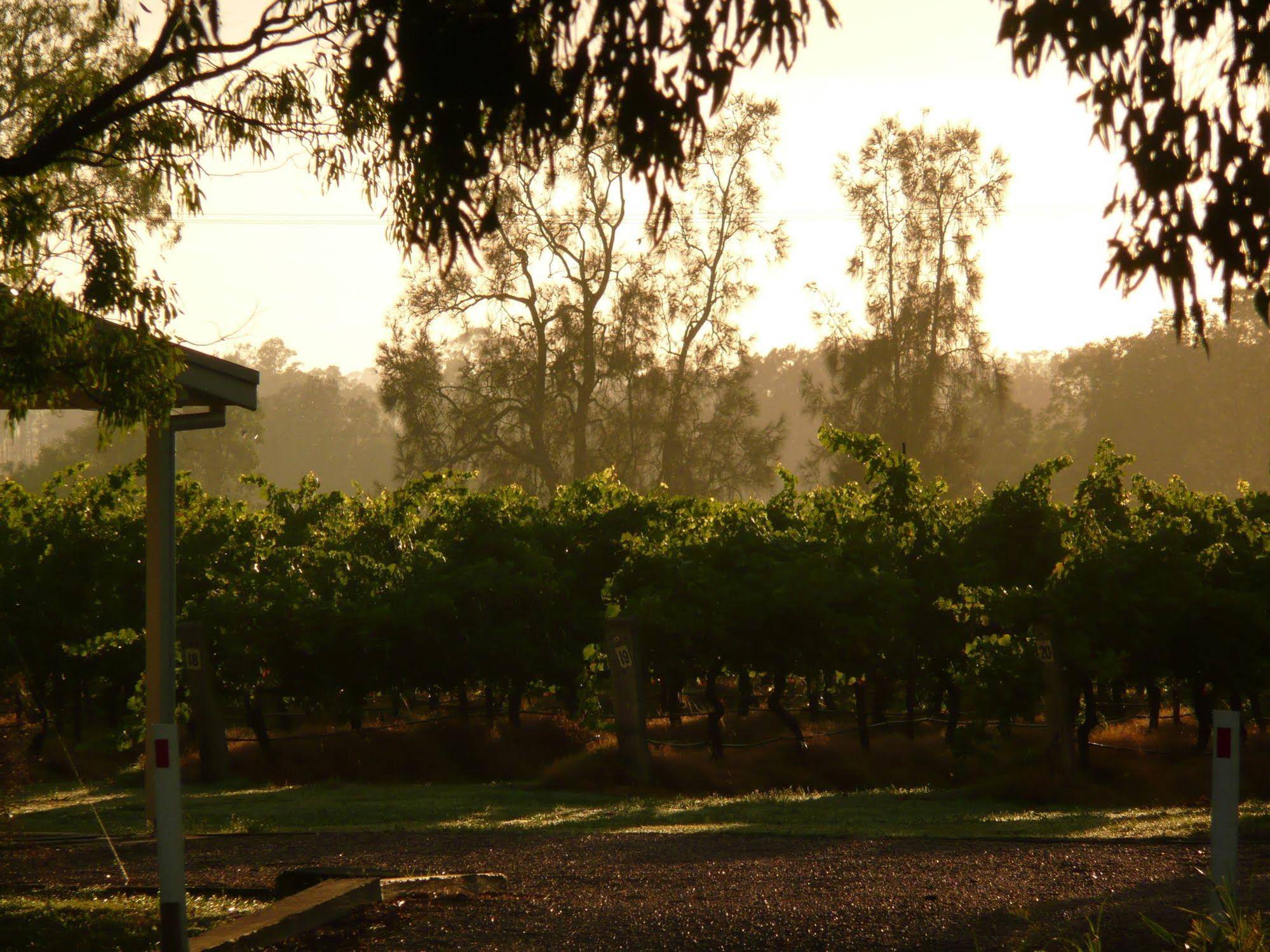 Emmas Cottage Vineyard