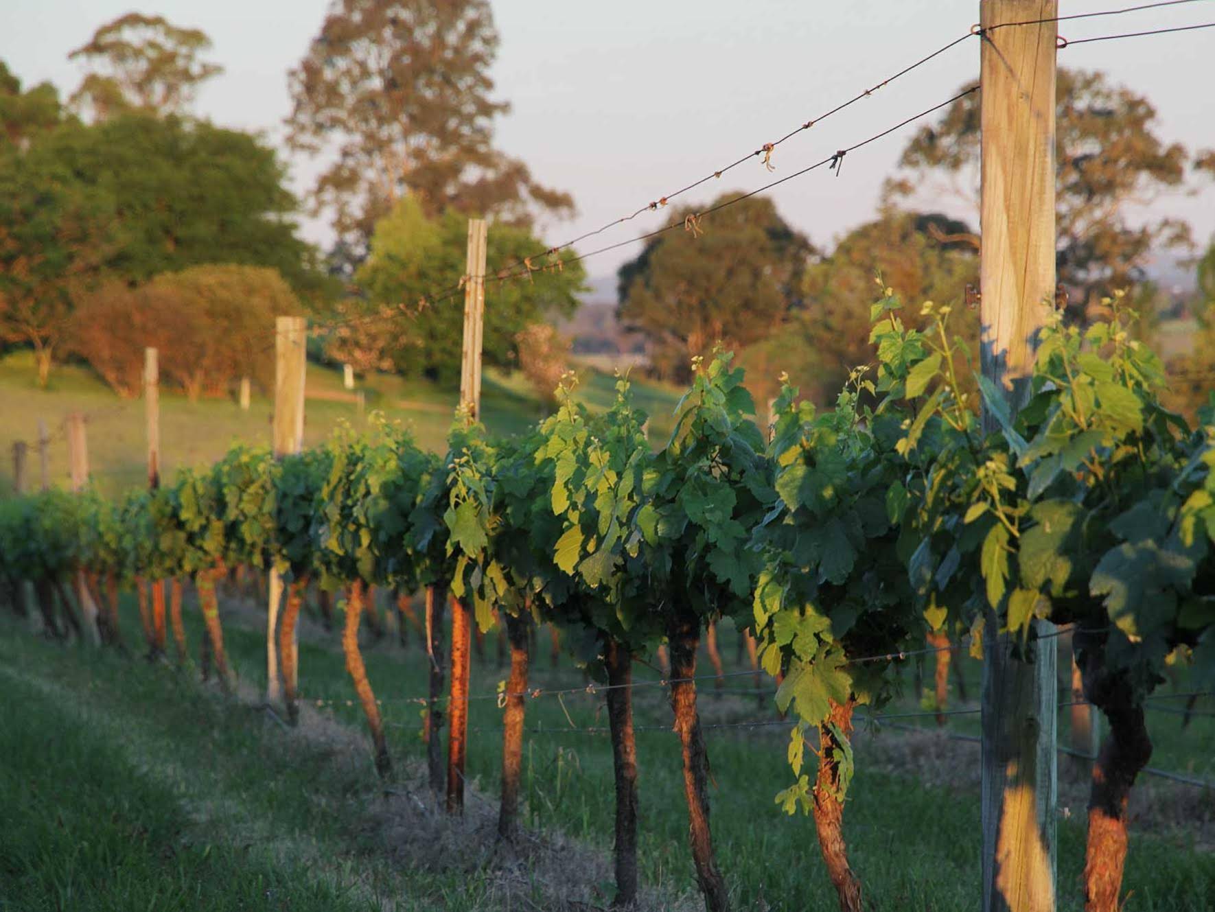 Sovereign Hill Country Lodge And Vineyard