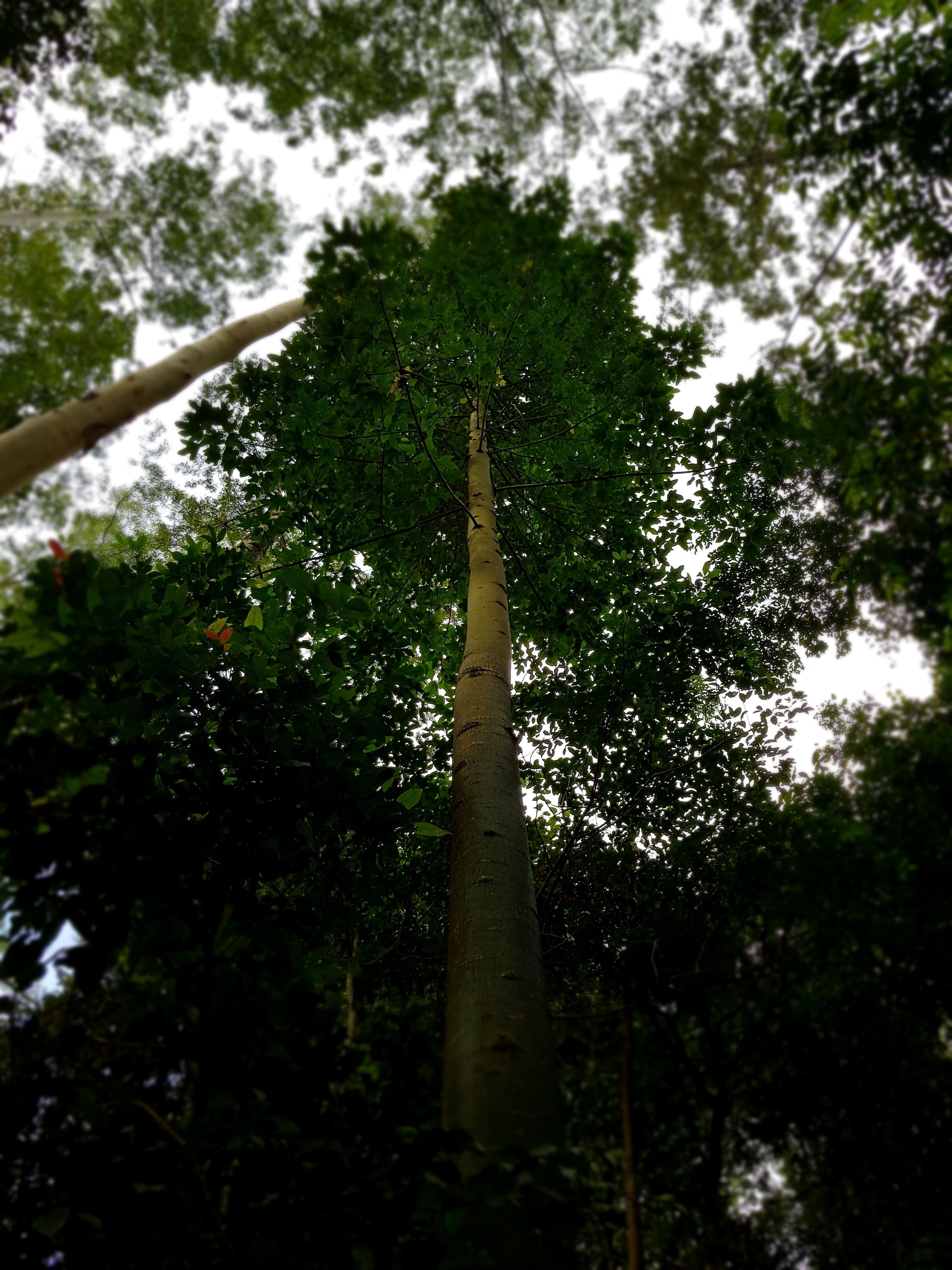 Carawirry Forest Escape