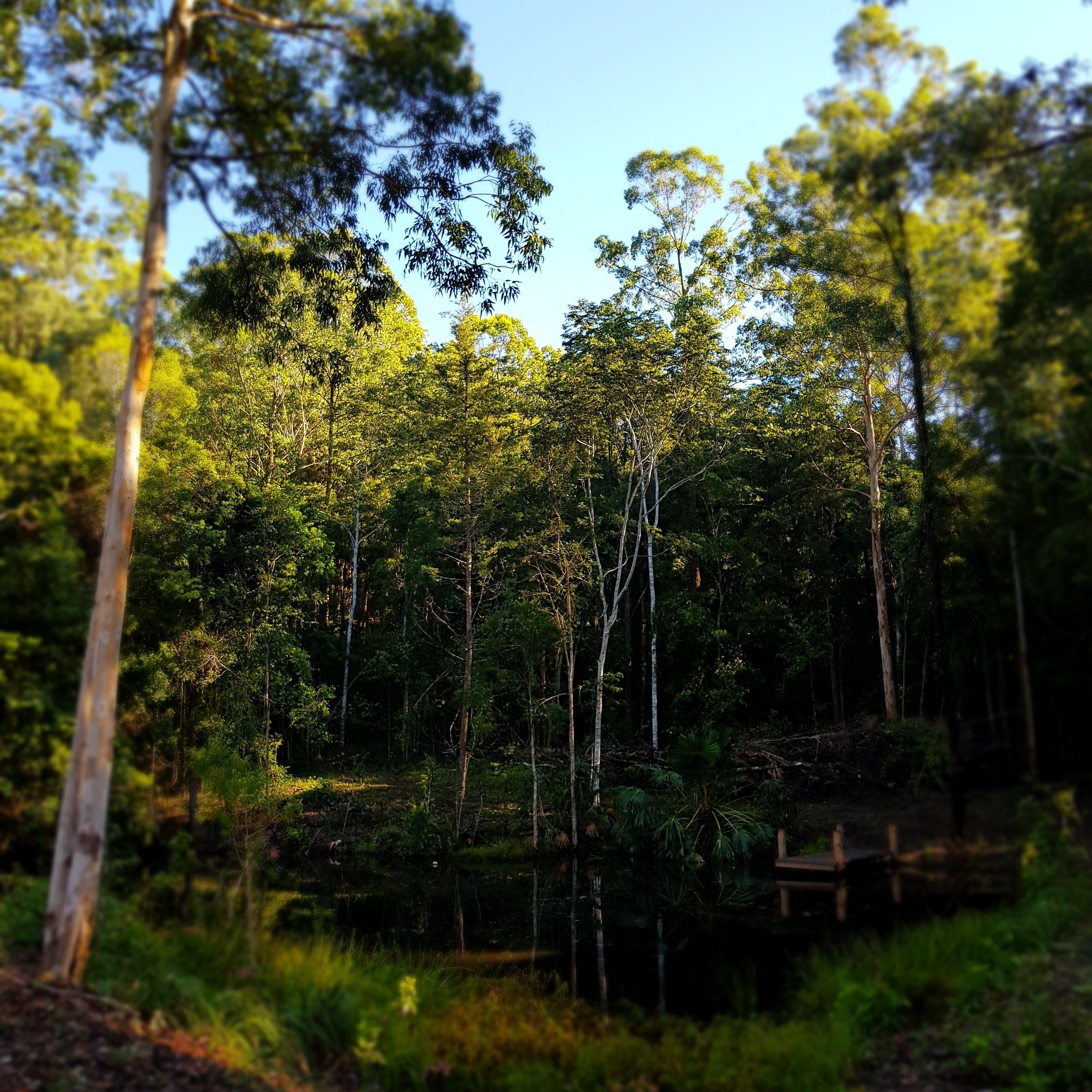 Carawirry Forest Escape