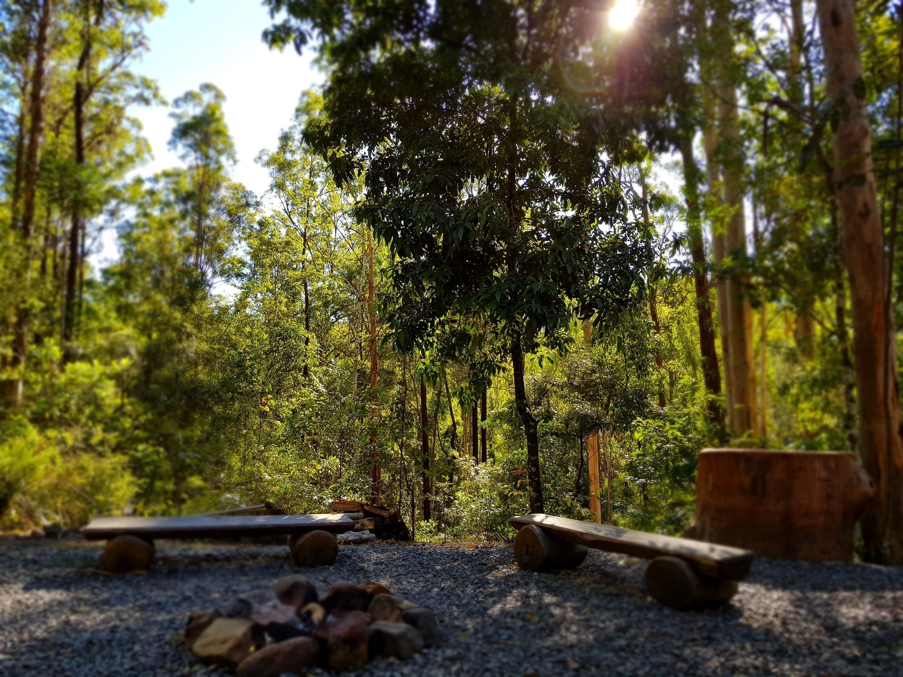 Carawirry Forest Escape