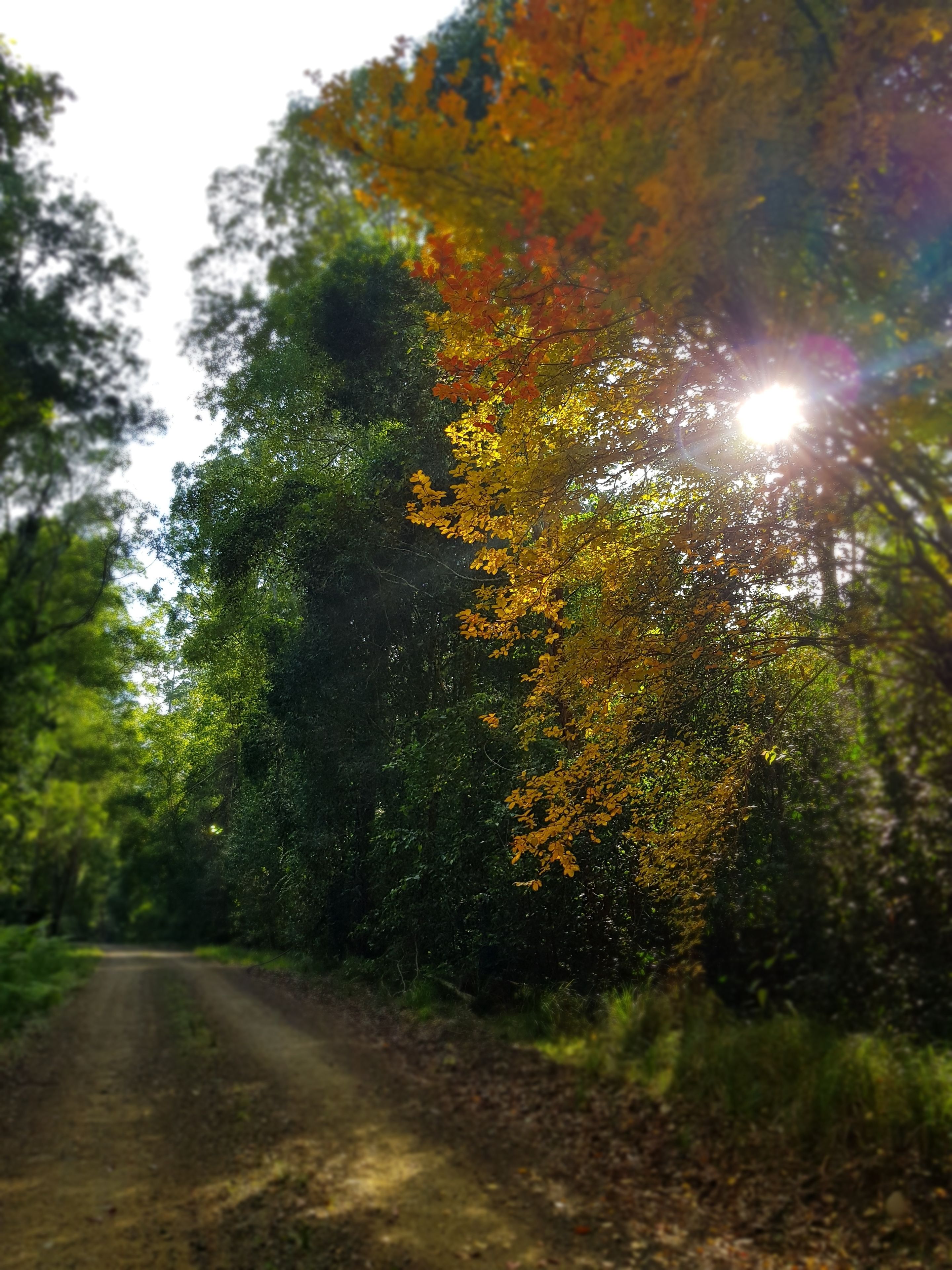 Carawirry Forest Escape