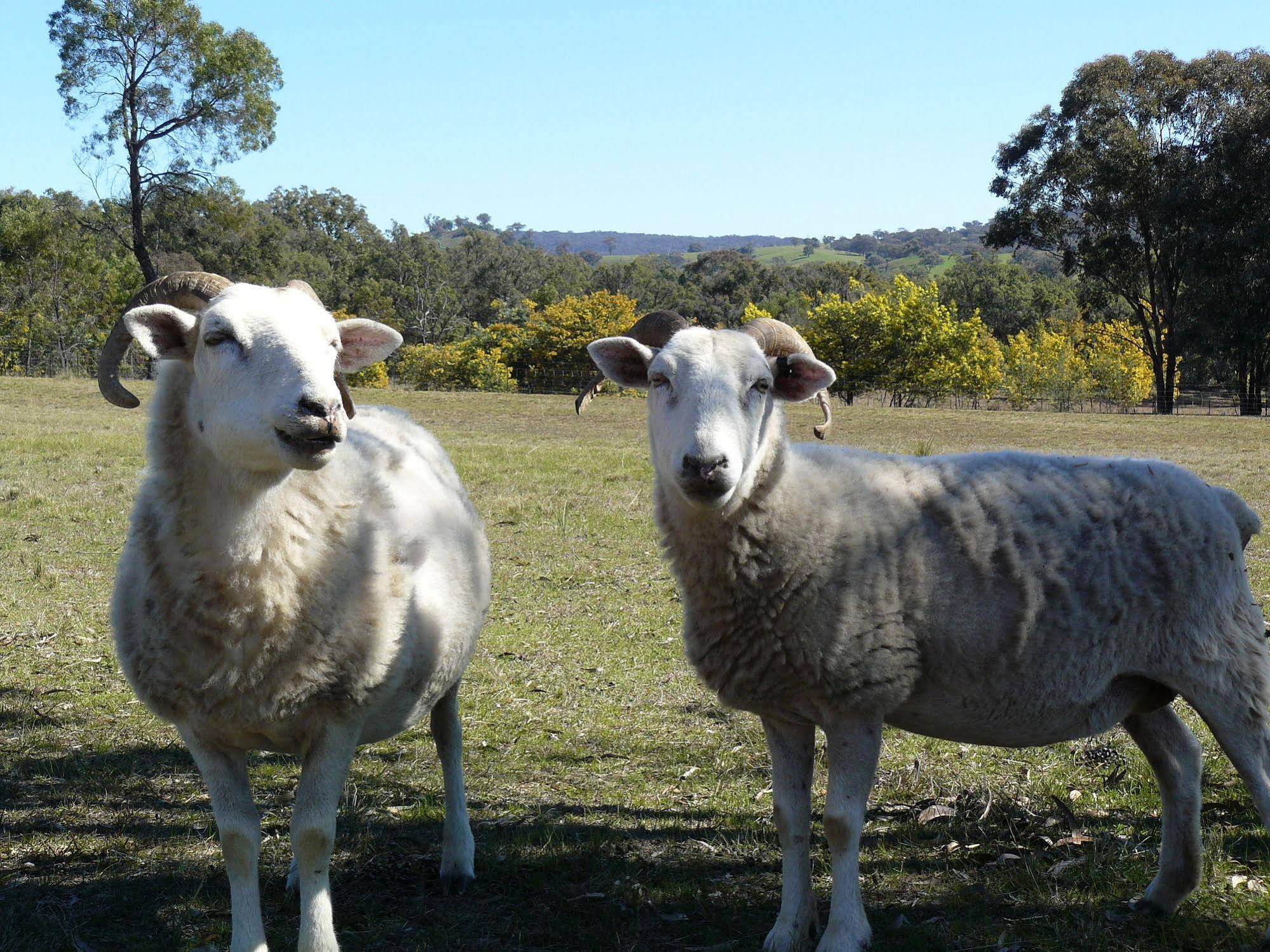 Protea Farm Cottages