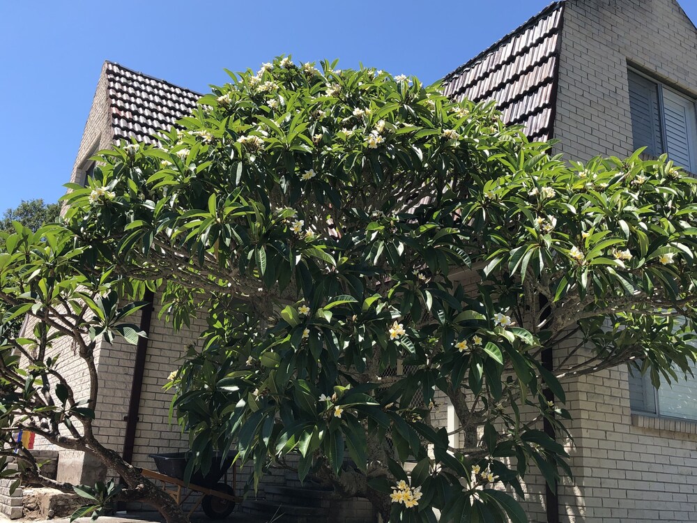 Frangipani House B&B