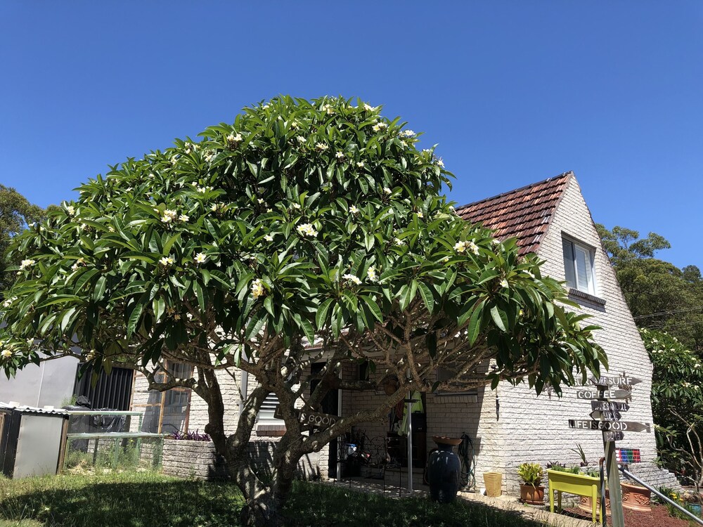 Frangipani House B&B