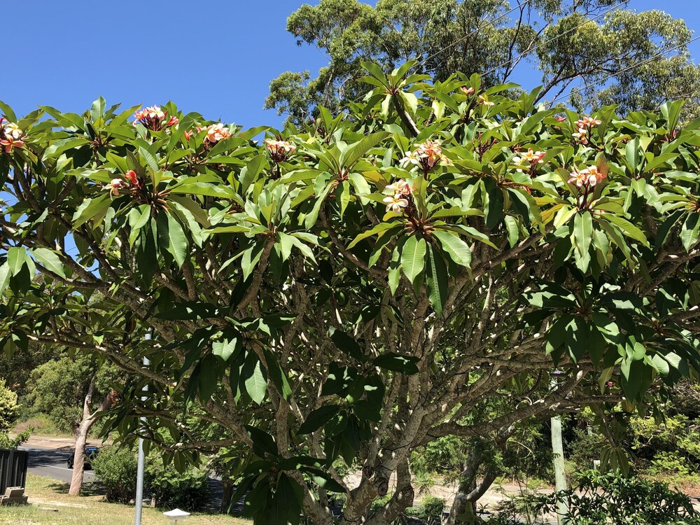Frangipani House B&B