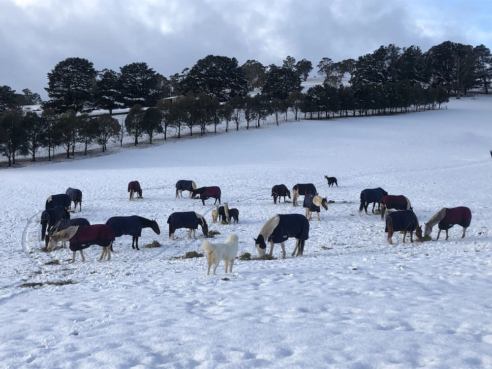 High Country Trail Rides & Farm Stay