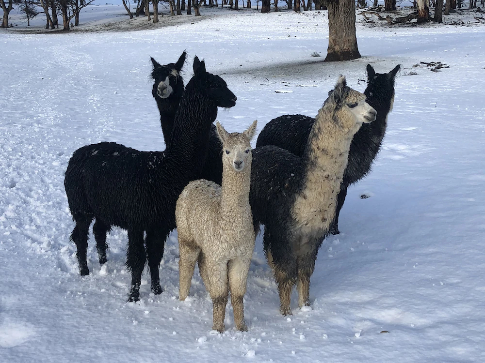 High Country Trail Rides & Farm Stay