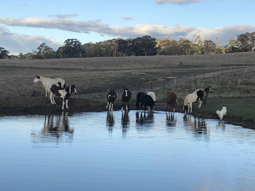 High Country Trail Rides & Farm Stay
