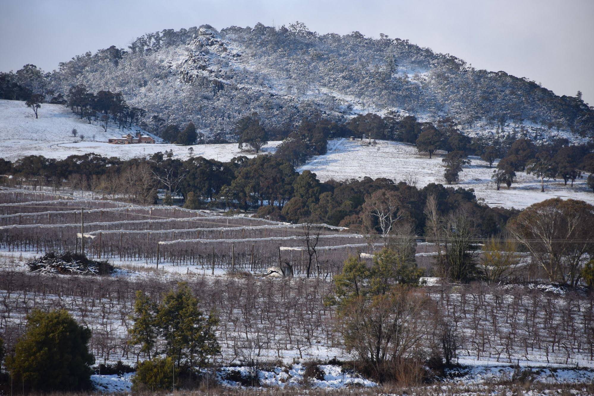 Borrodell Vineyard