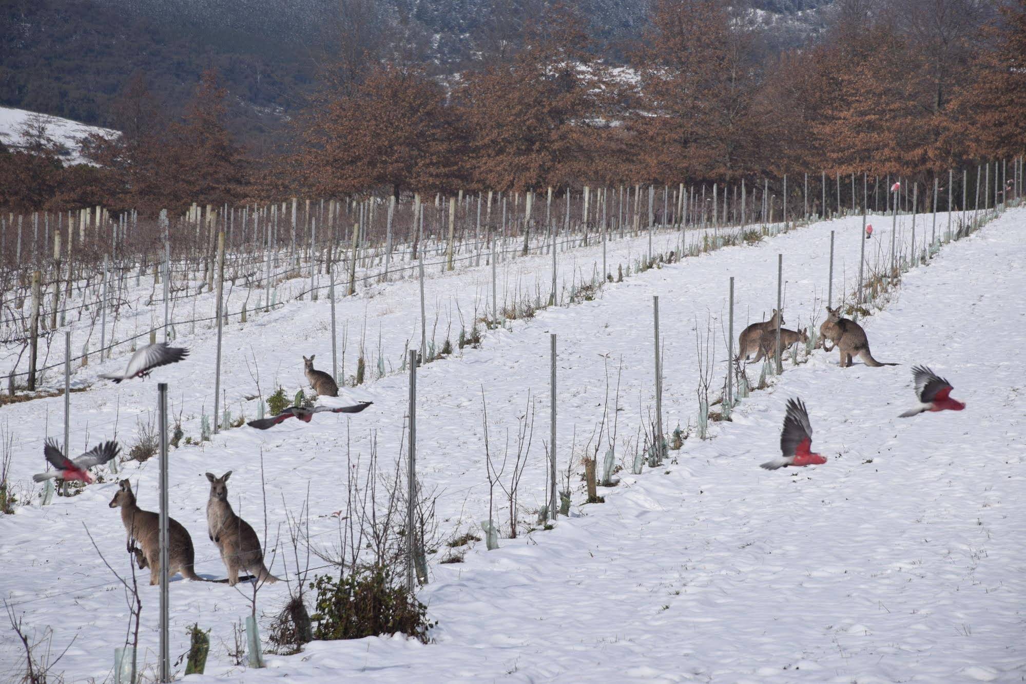 Borrodell Vineyard