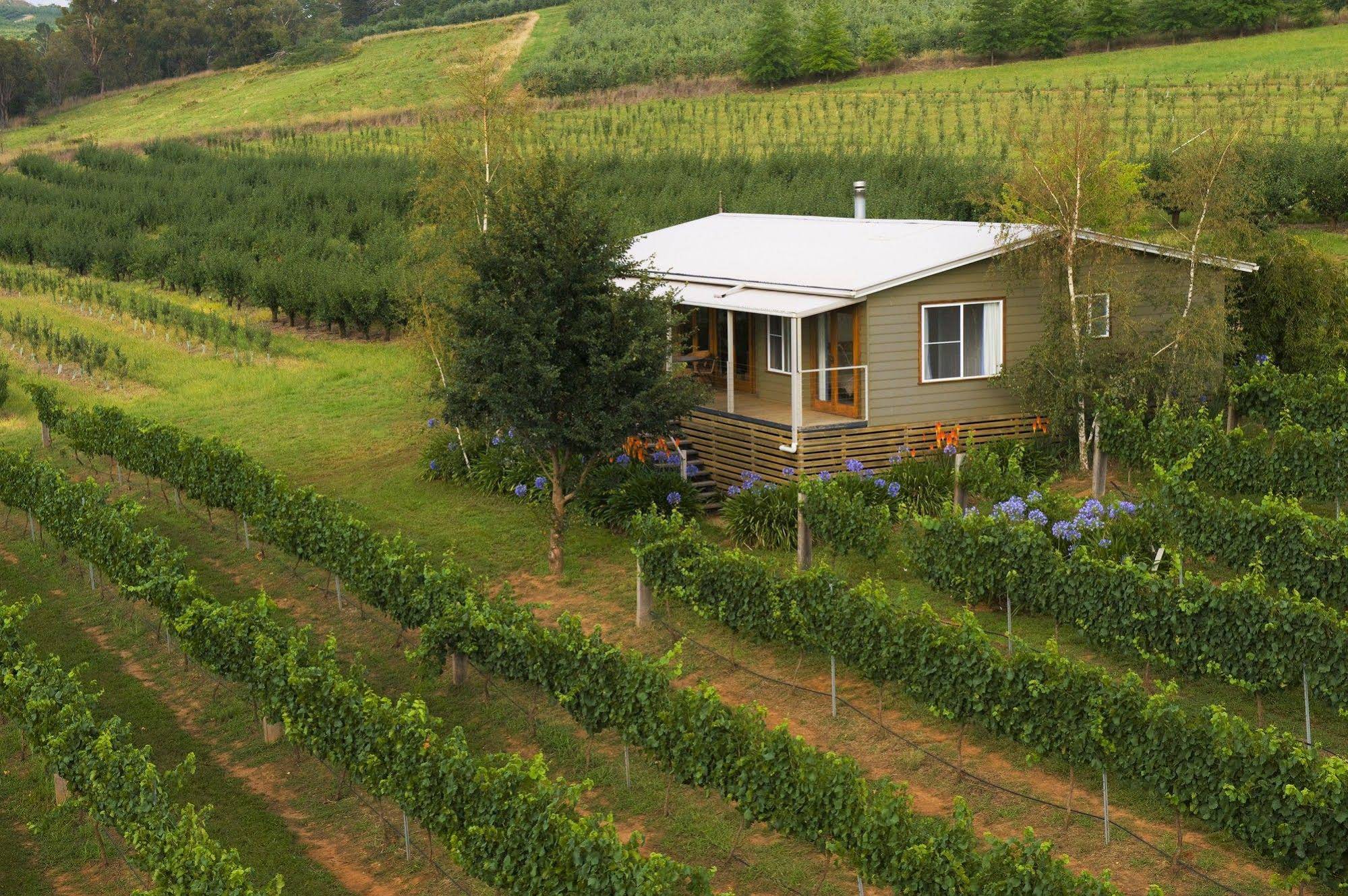 Borrodell Vineyard