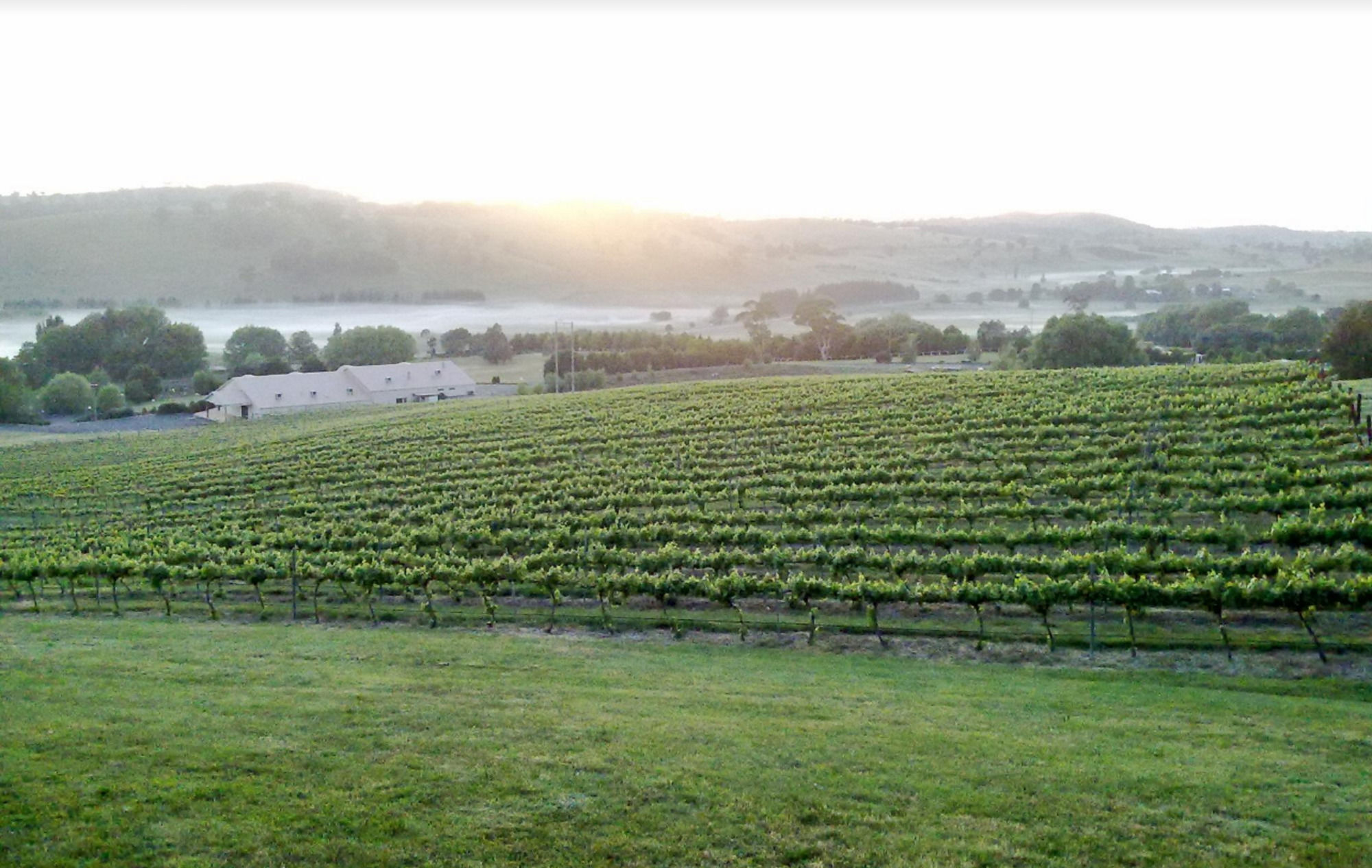 Turners Vineyard
