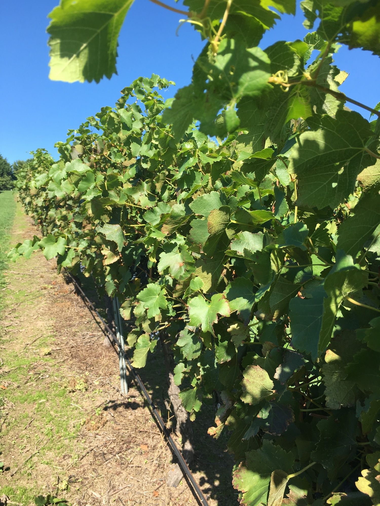 Turners Vineyard
