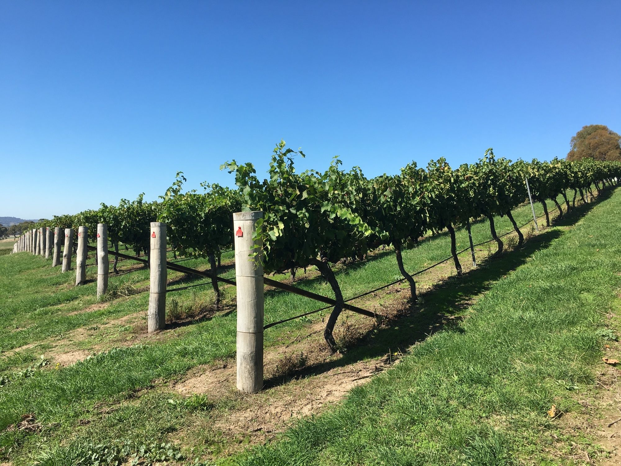 Turners Vineyard