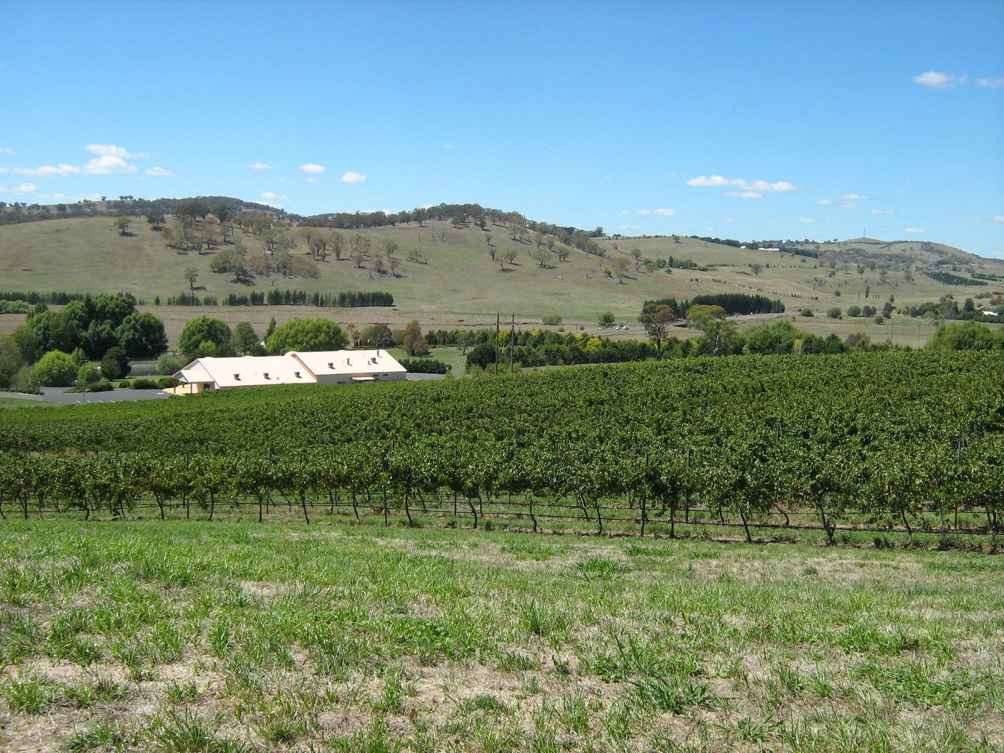Turners Vineyard