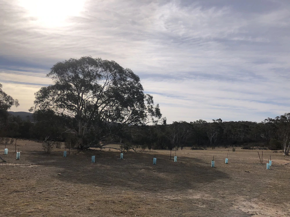 The Saddle Camp