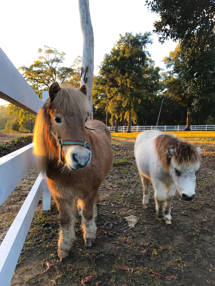 The Woods Farm Jervis Bay