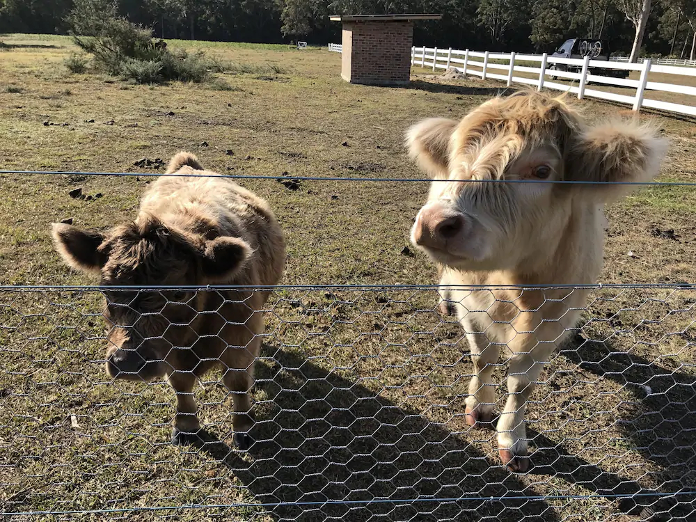 The Woods Farm Jervis Bay