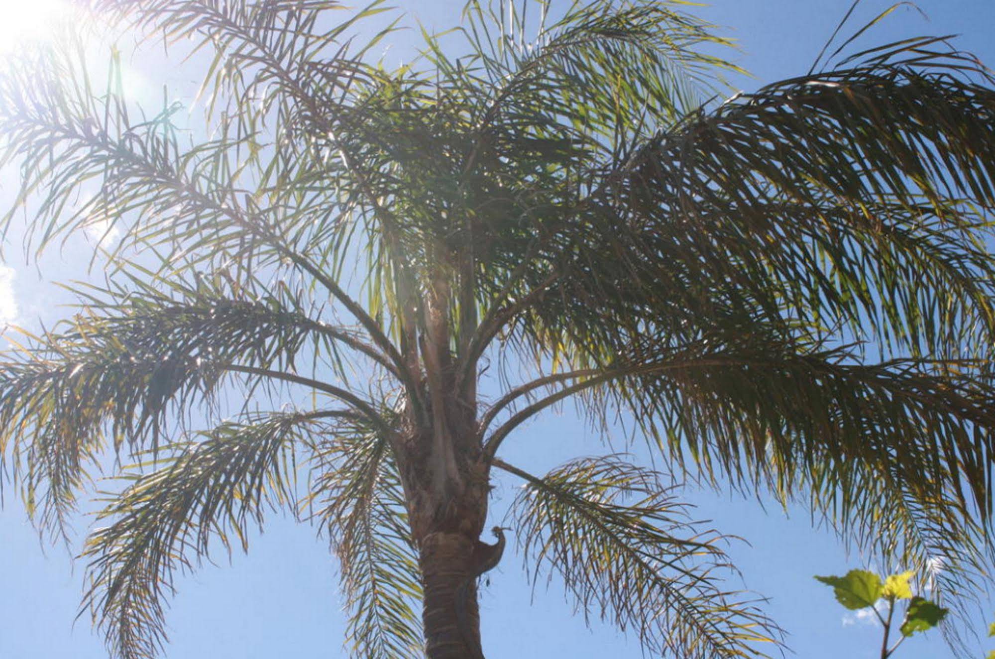 Beach Park Motor Inn