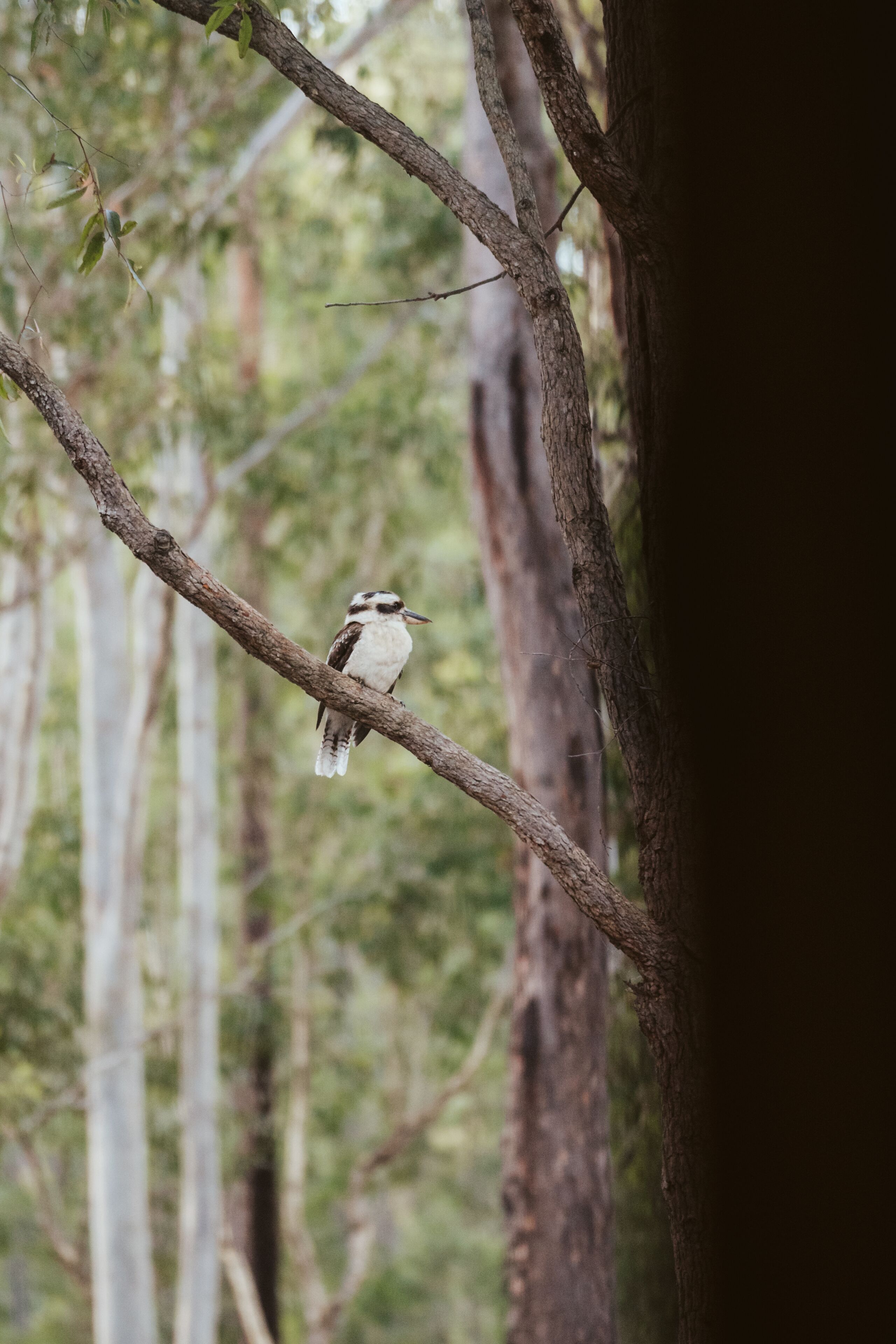 Bay and Bush Cottages, Jervis Bay