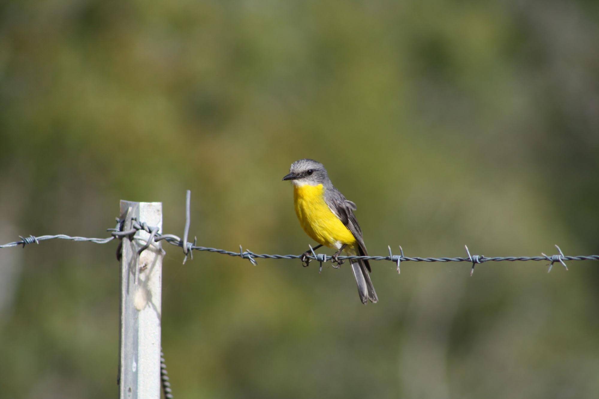 Barking Owl Retreat