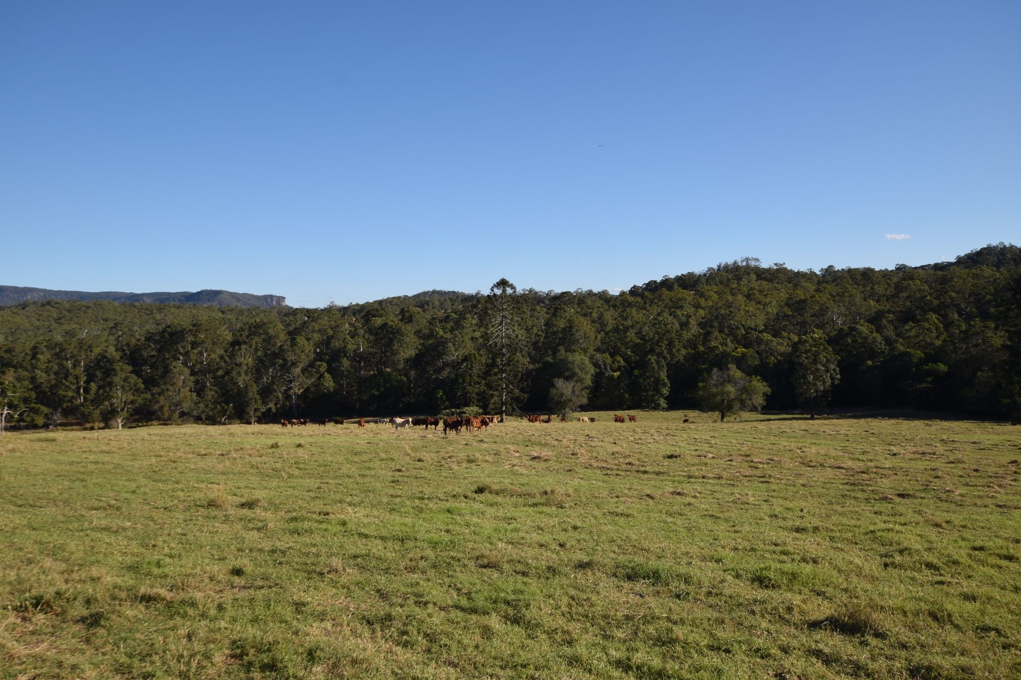 Bunya Creek Farm Stay