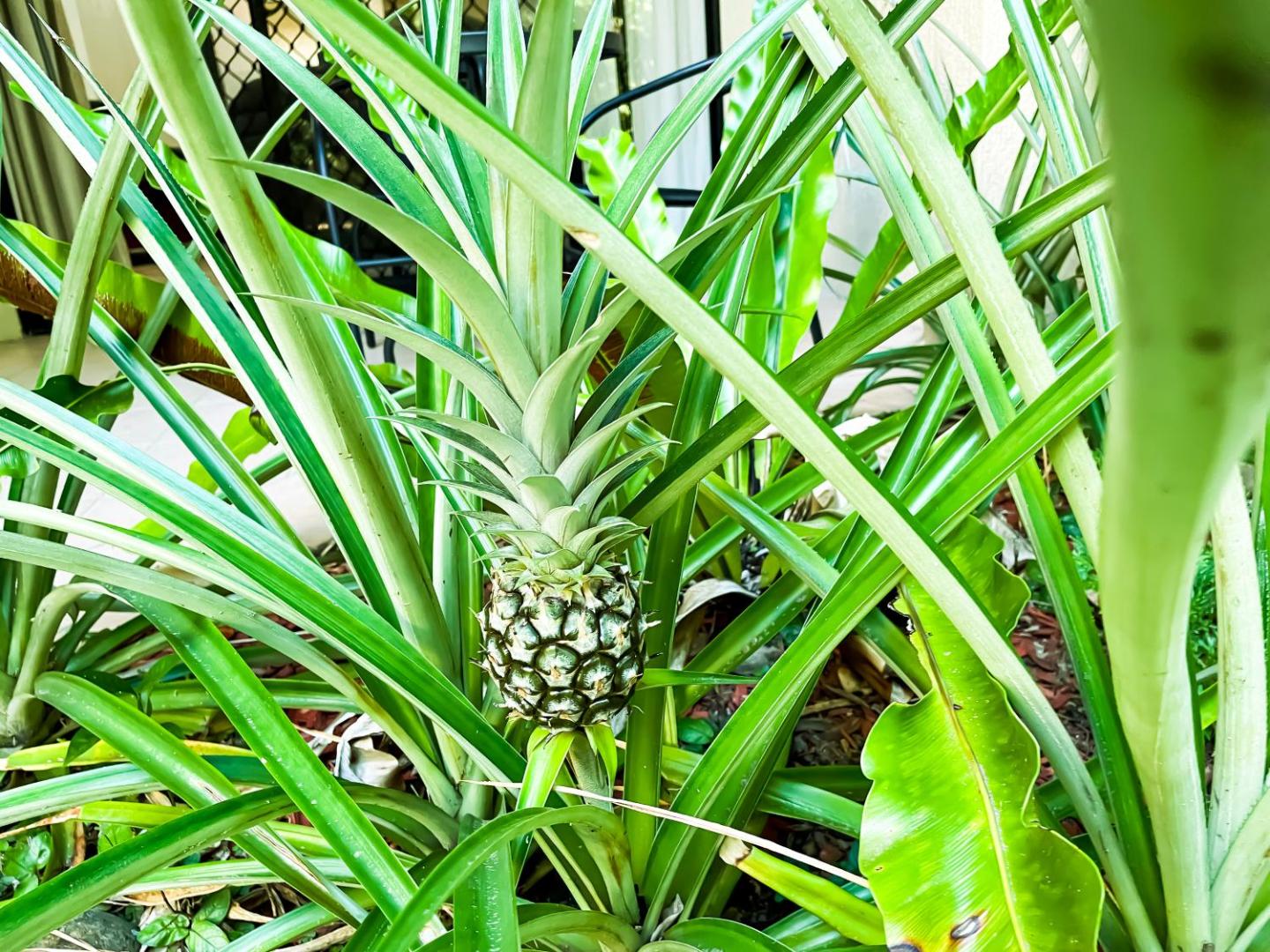 Trinity Links Resort & Apartments