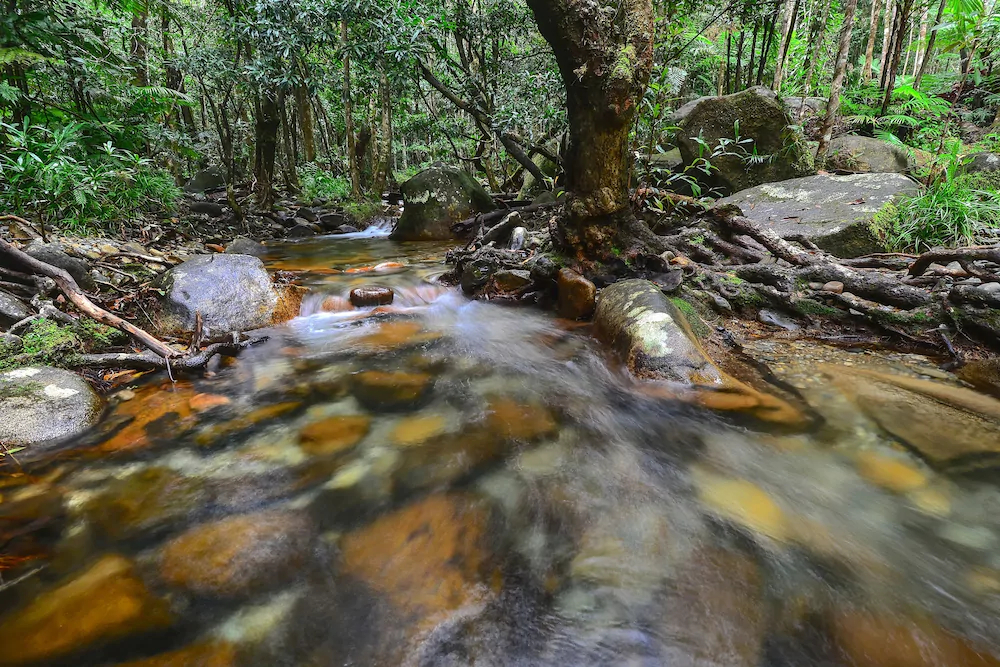 Daintree Cascades