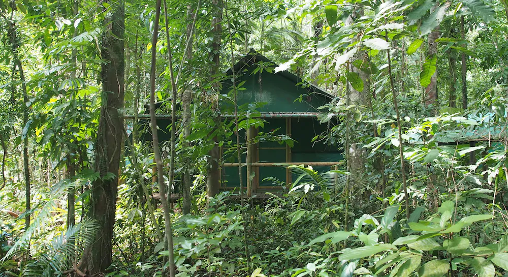 Daintree Crocodylus