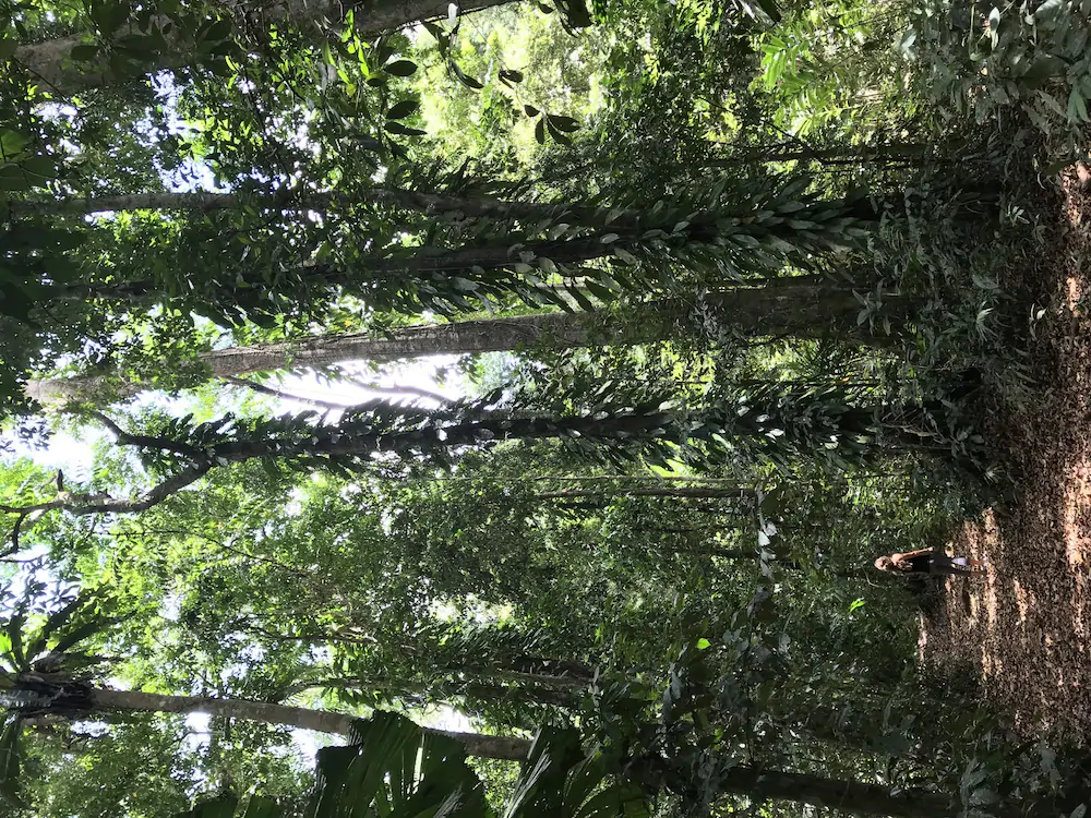 Daintree Crocodylus