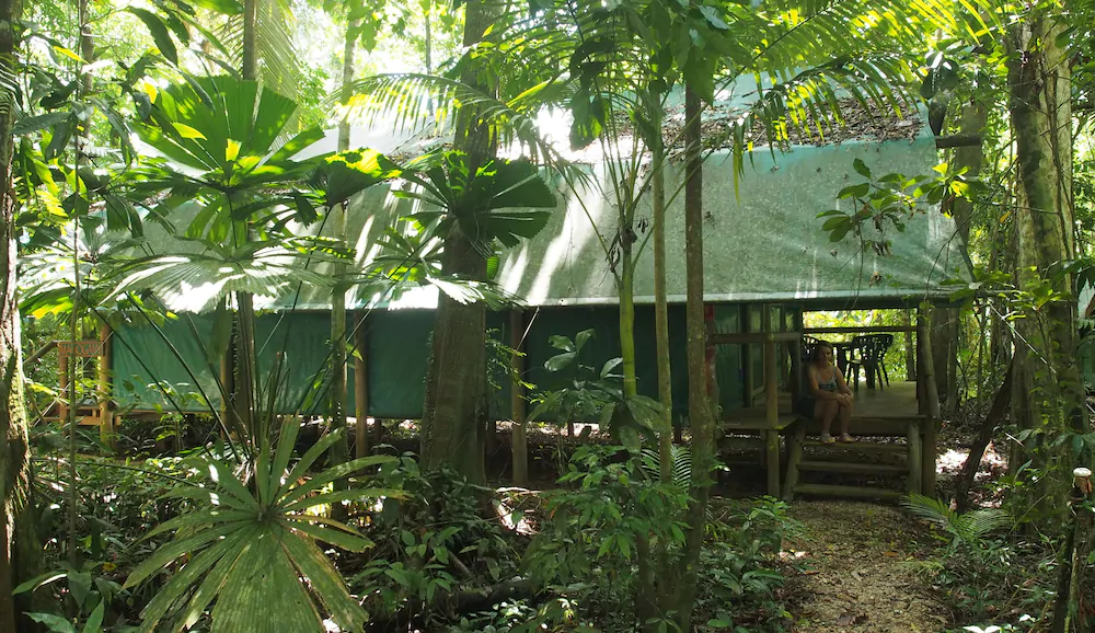 Daintree Crocodylus